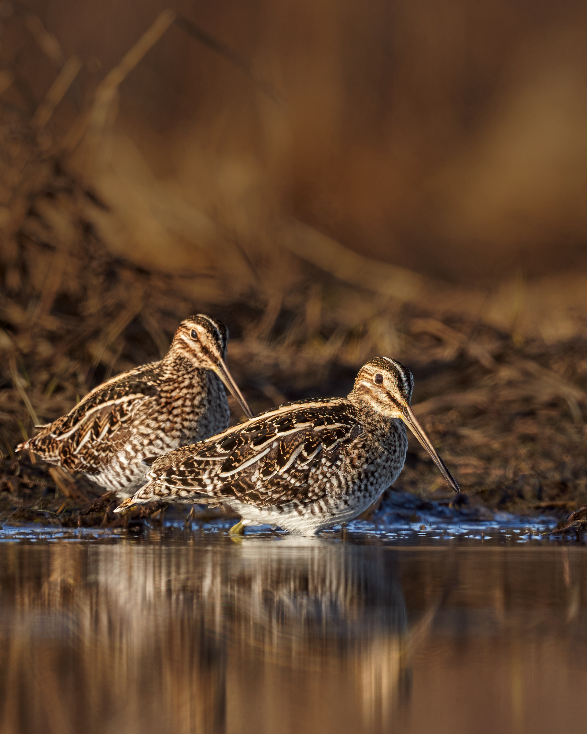 Wilson's Snipe