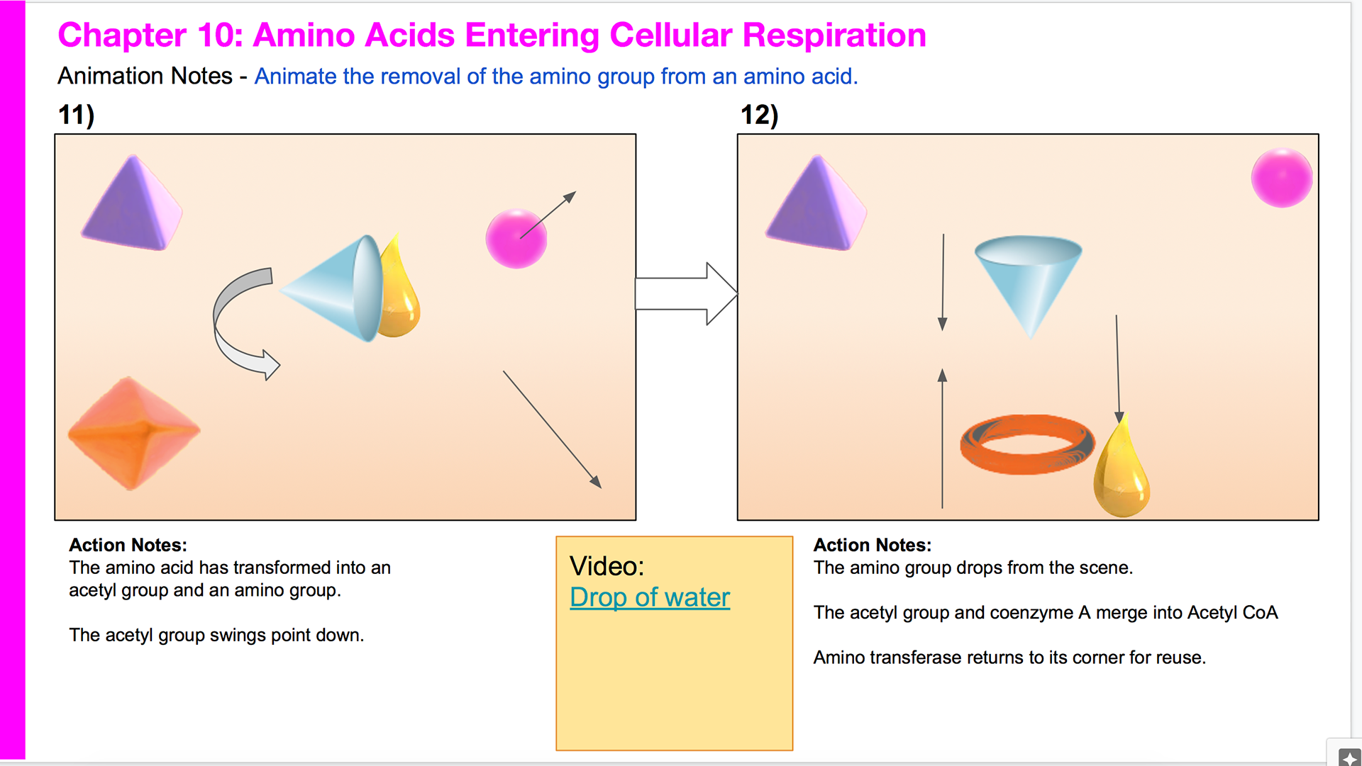 Amino acids entering cellular respiration