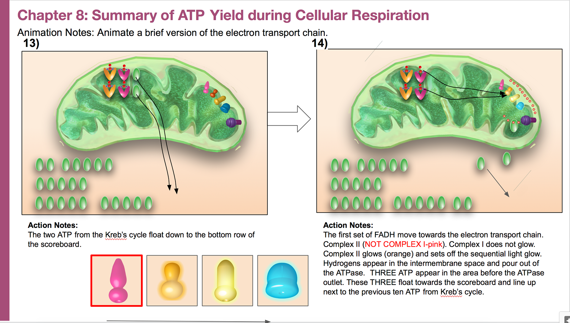 Summary of ATP yield during cellular respiration