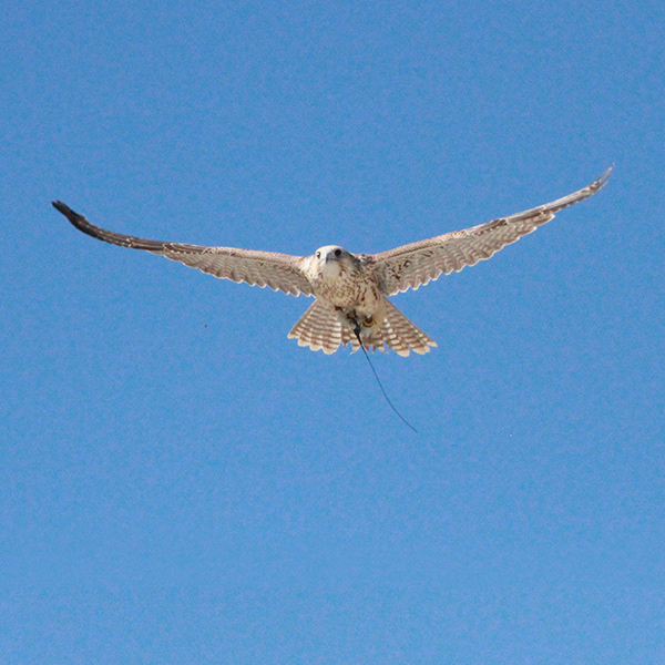 Falcon Series 4