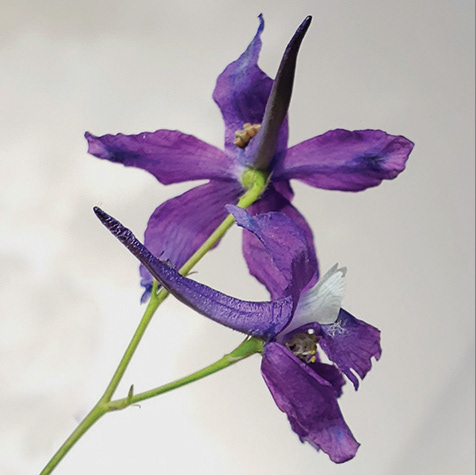 Meadow Larkspur