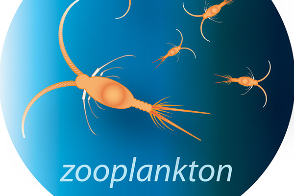 Zooplankton