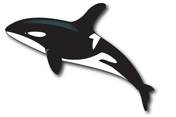 Orca Whale