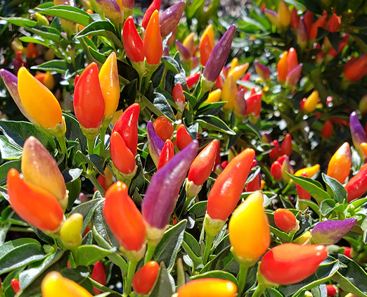 Twilight Peppers