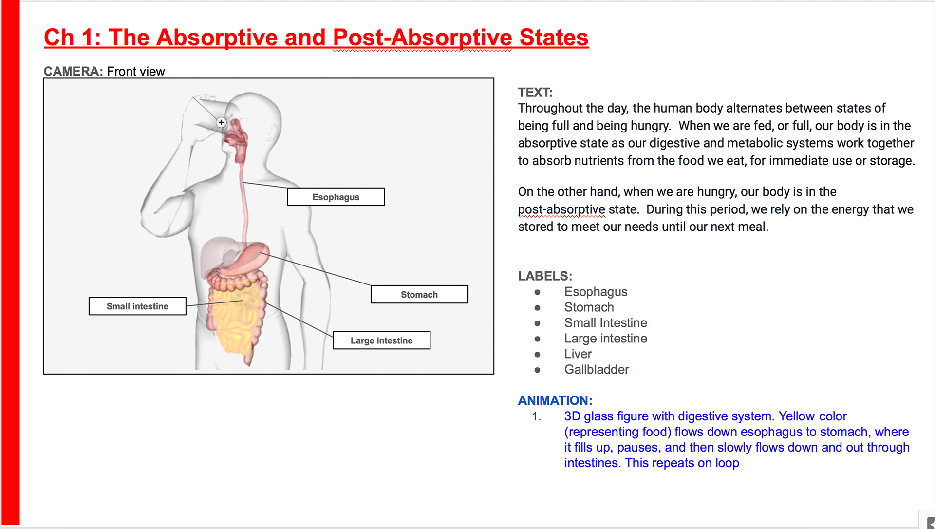 Overview of digestion scene and the critical organs highlighted.