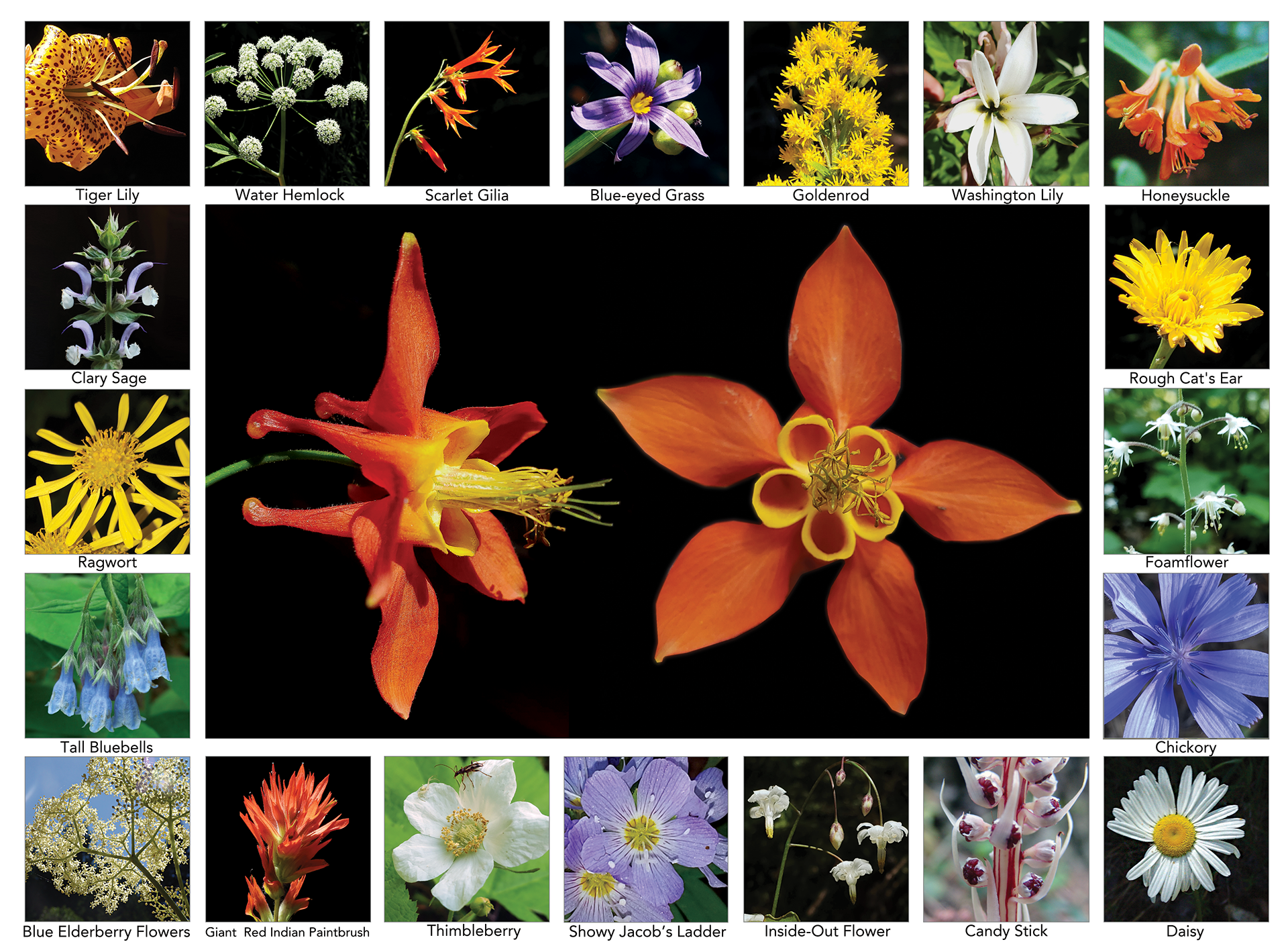 Wildflower Calendar