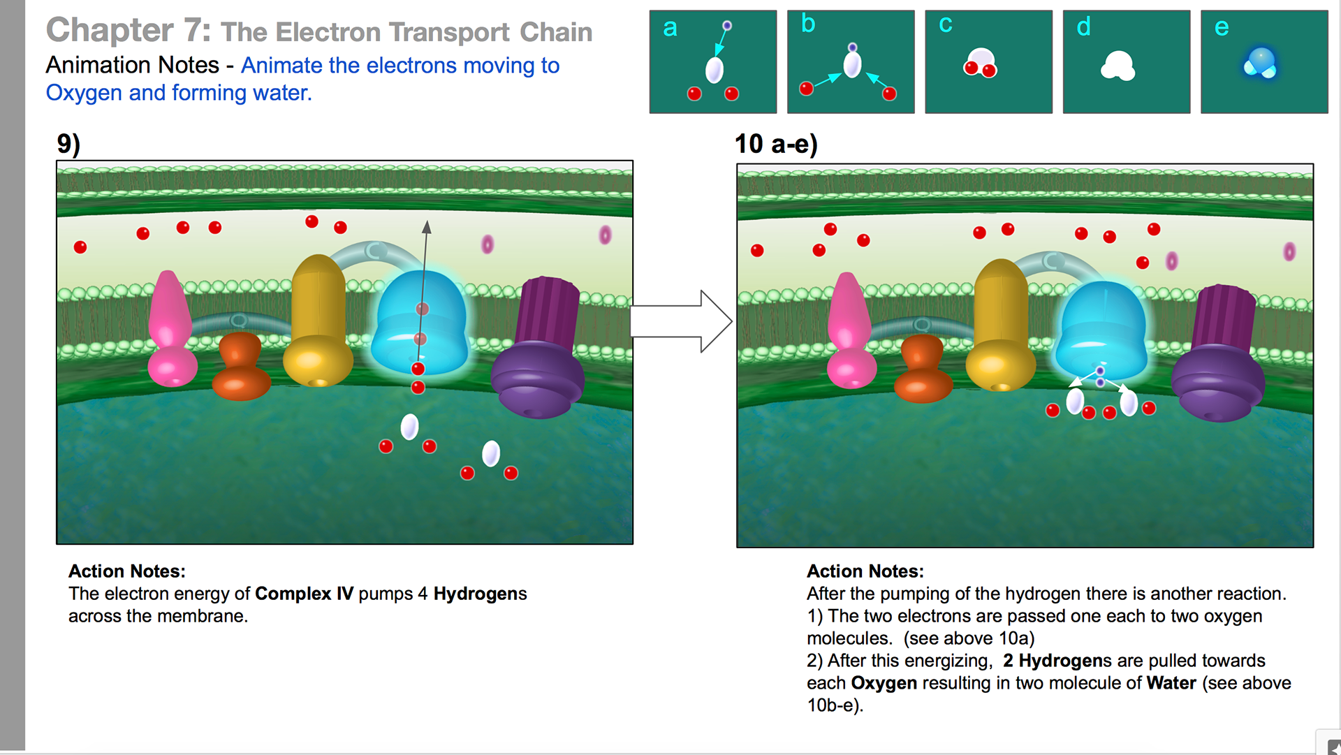 Animation notes for ETC and the synthesis of water in Complex IV.