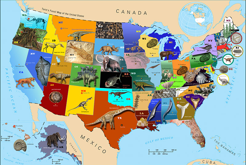 State Fossil - Map of the US