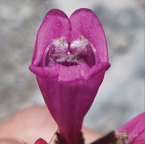 Rock Penstemon