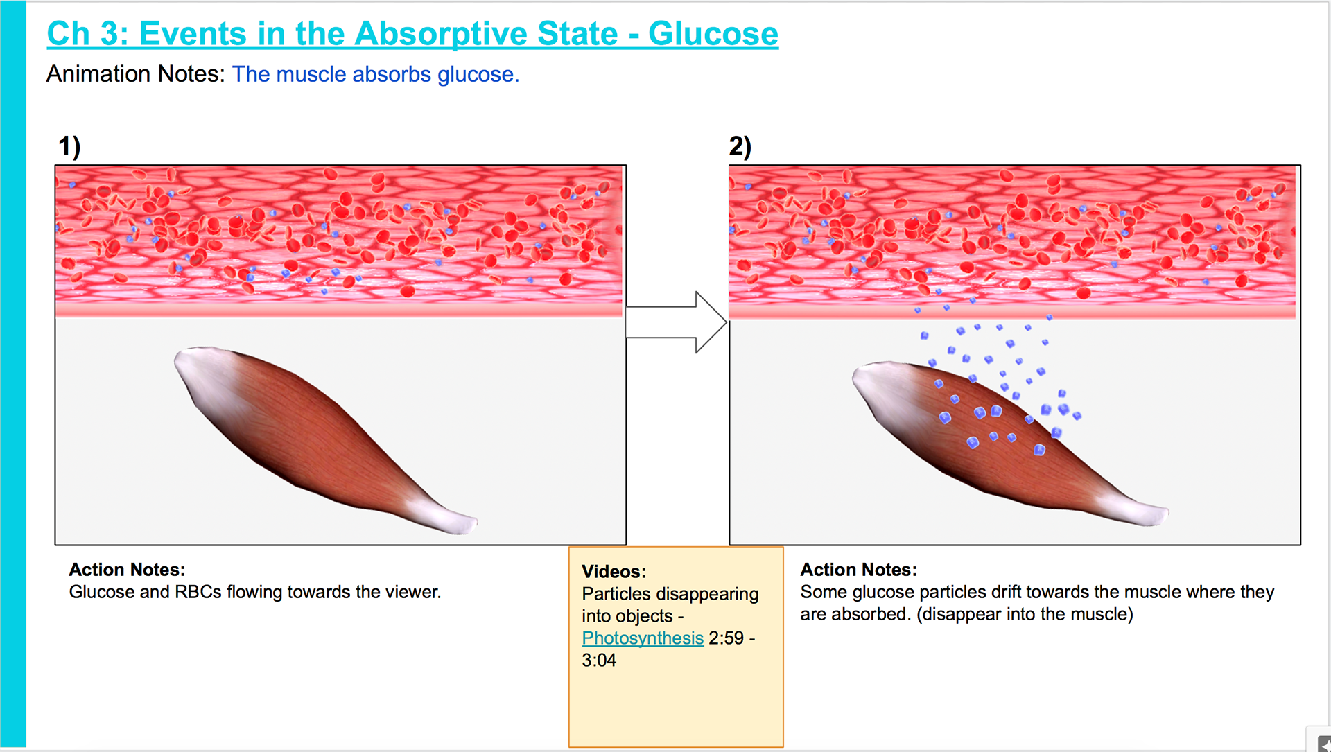 Glucose shown leaving bloodstream and entering the muscle.