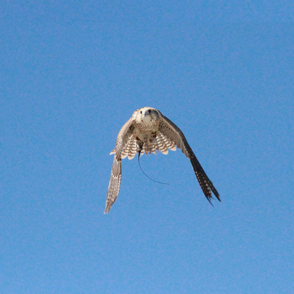 Falcon Series 2