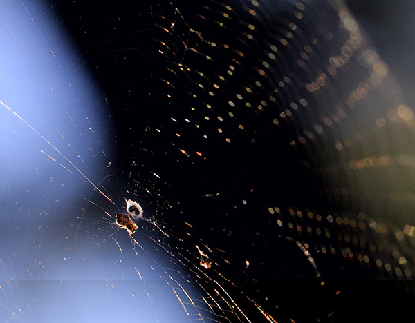 Orb Weaver No. 3