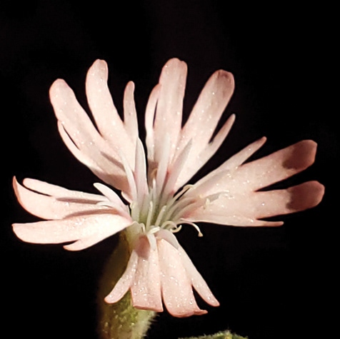 Hooker's Indian Pink