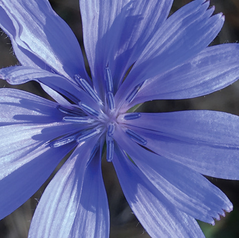 Chickory