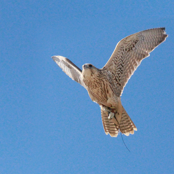 Falcon Series 8