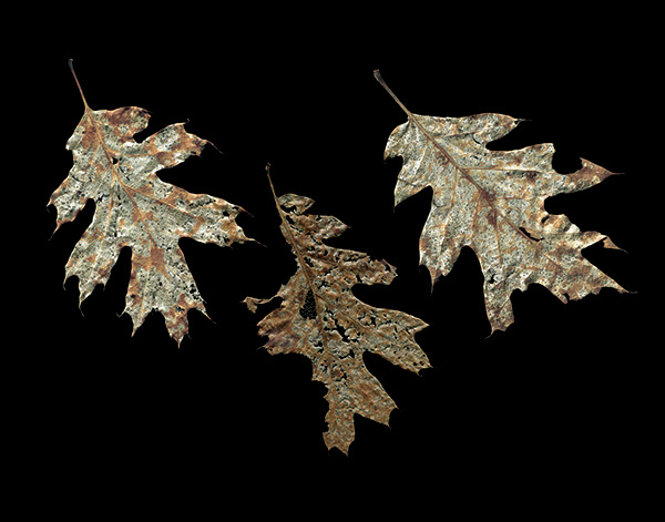 Falling Oak Leaves