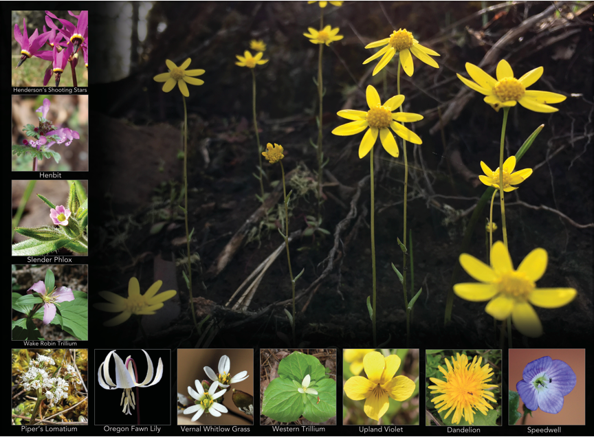 Wildflower Calendar Page