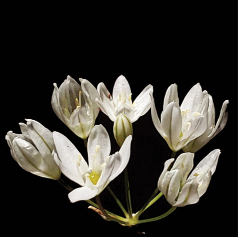 White Brodiaea