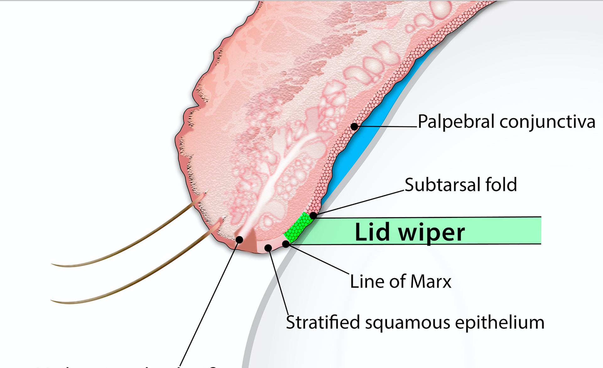 Cross-section of the middle eyelid