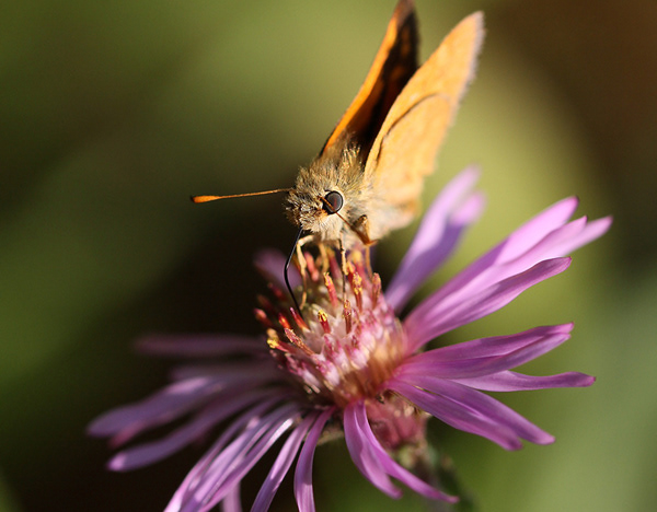 Skipper on Aster