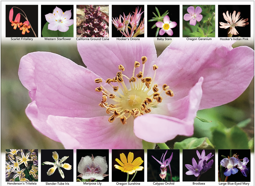 Wildflower Calendar Page