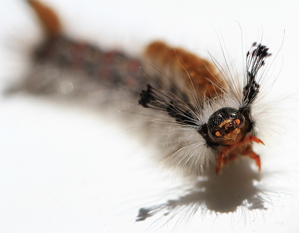 Caterpillar