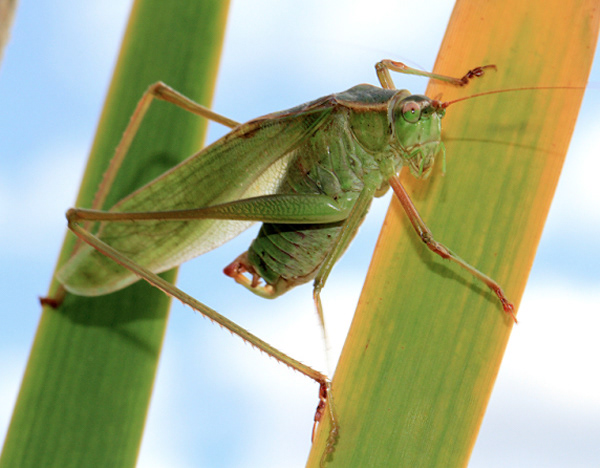 Katydid
