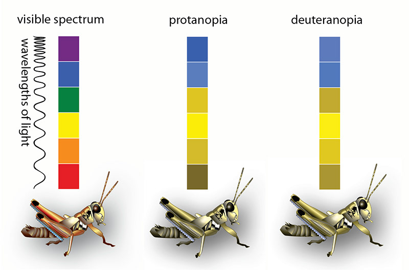 Color Blindness