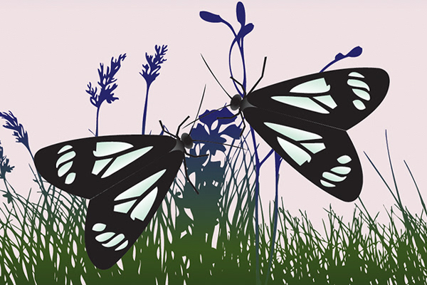 Police Car Moths