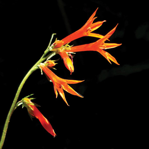Scarlet Gilia