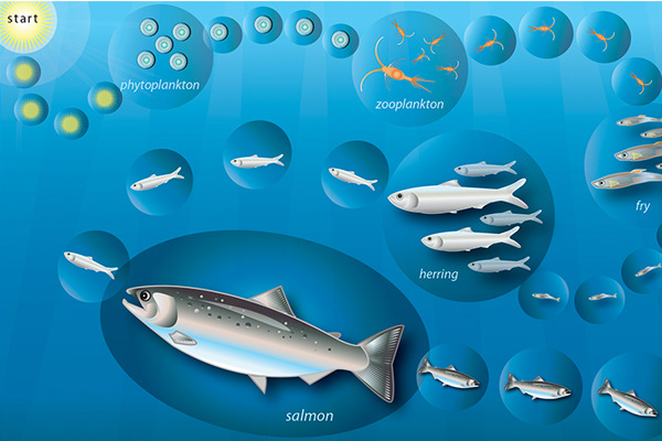 Lifecycle Game