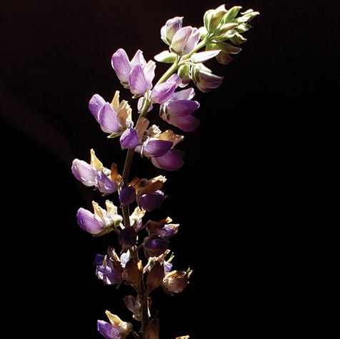 White-Leaved Lupine