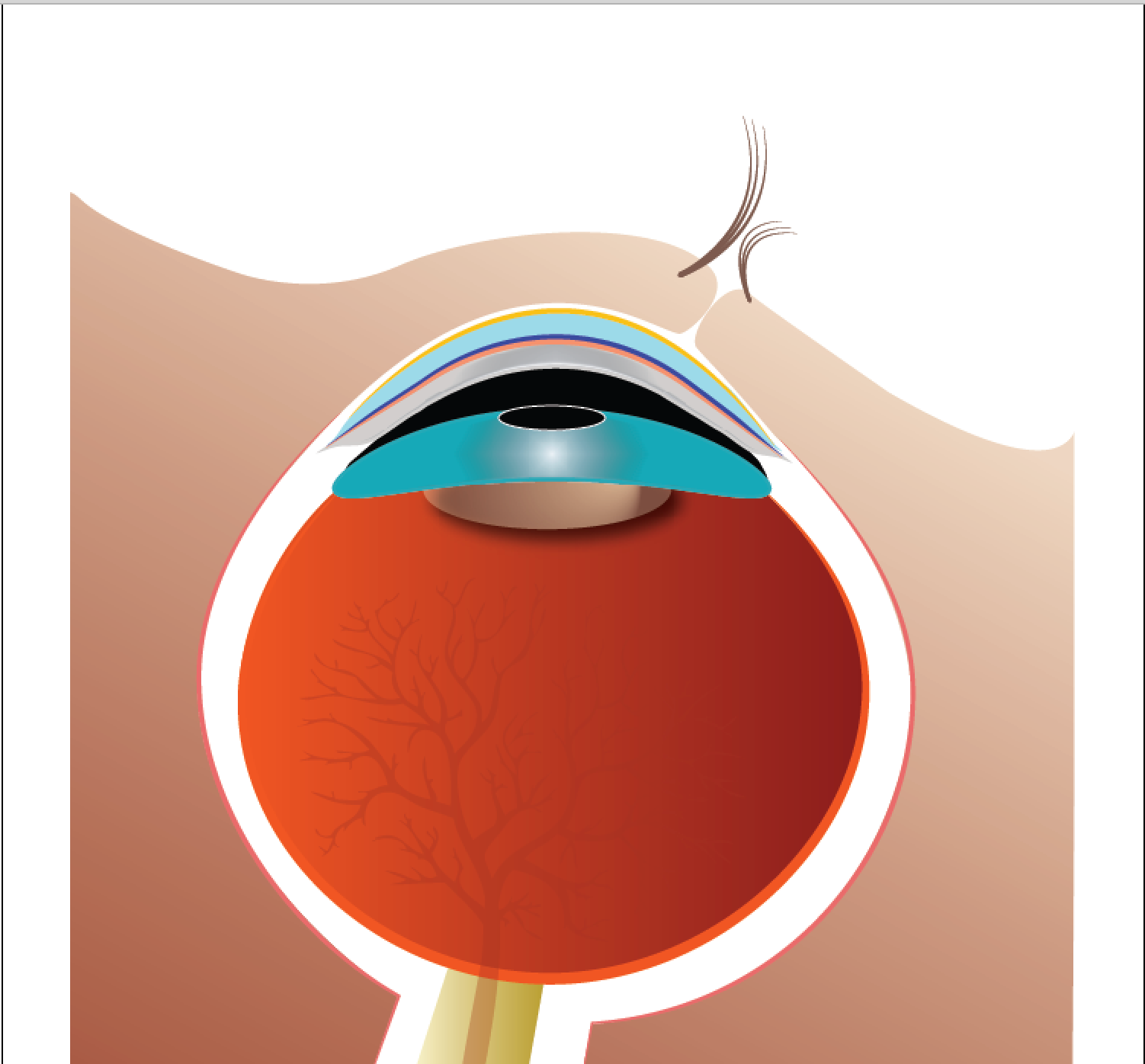 Cross-section of the Eye and Lids