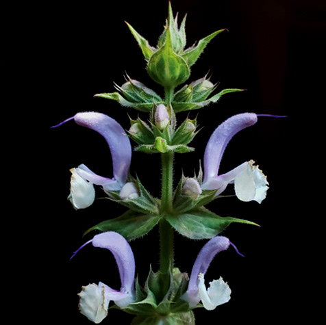 Clary Sage