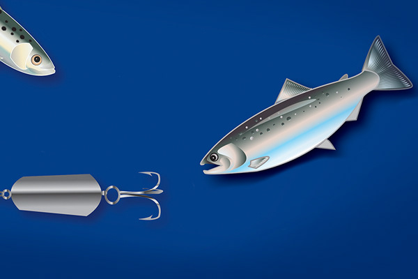 Salmon and Lure