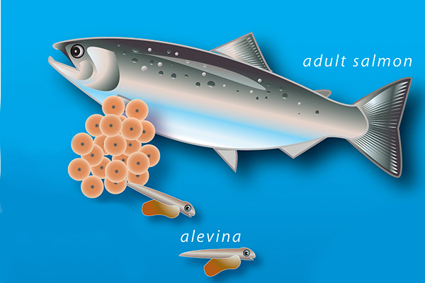 Salmon Life Cycle