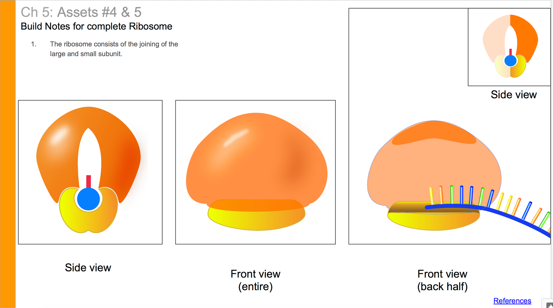 Build notes for ribosome and mRNA