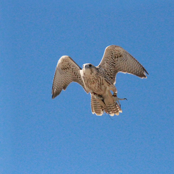 Falcon Series 7