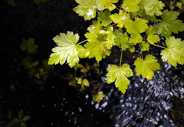 Gooseberry