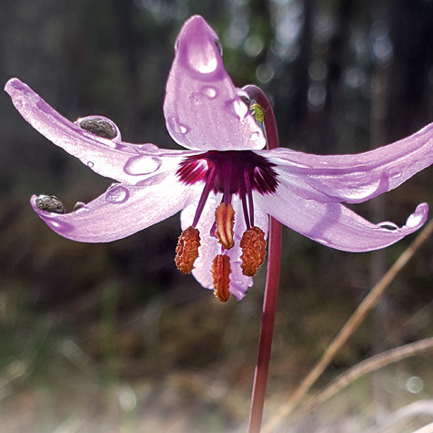Henderson's Fawn Lily