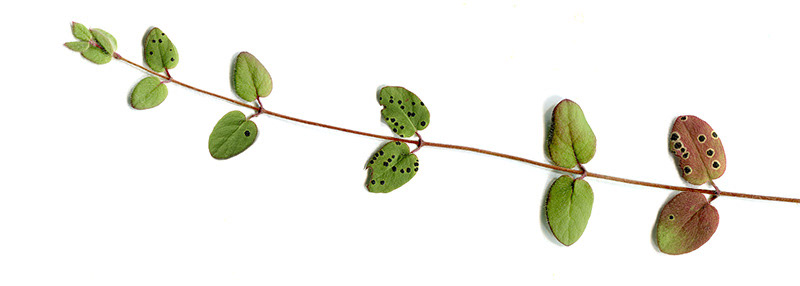 Snowberry Vine