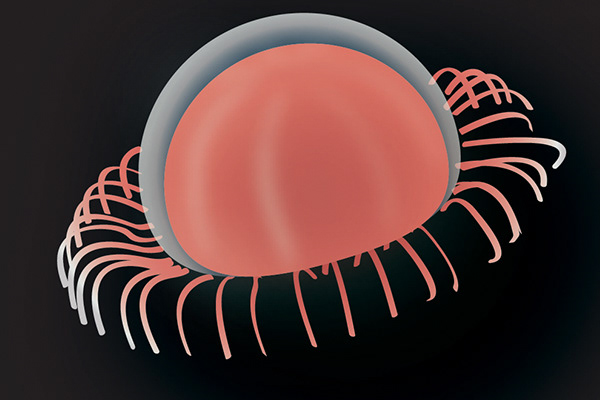 Comb Jelly