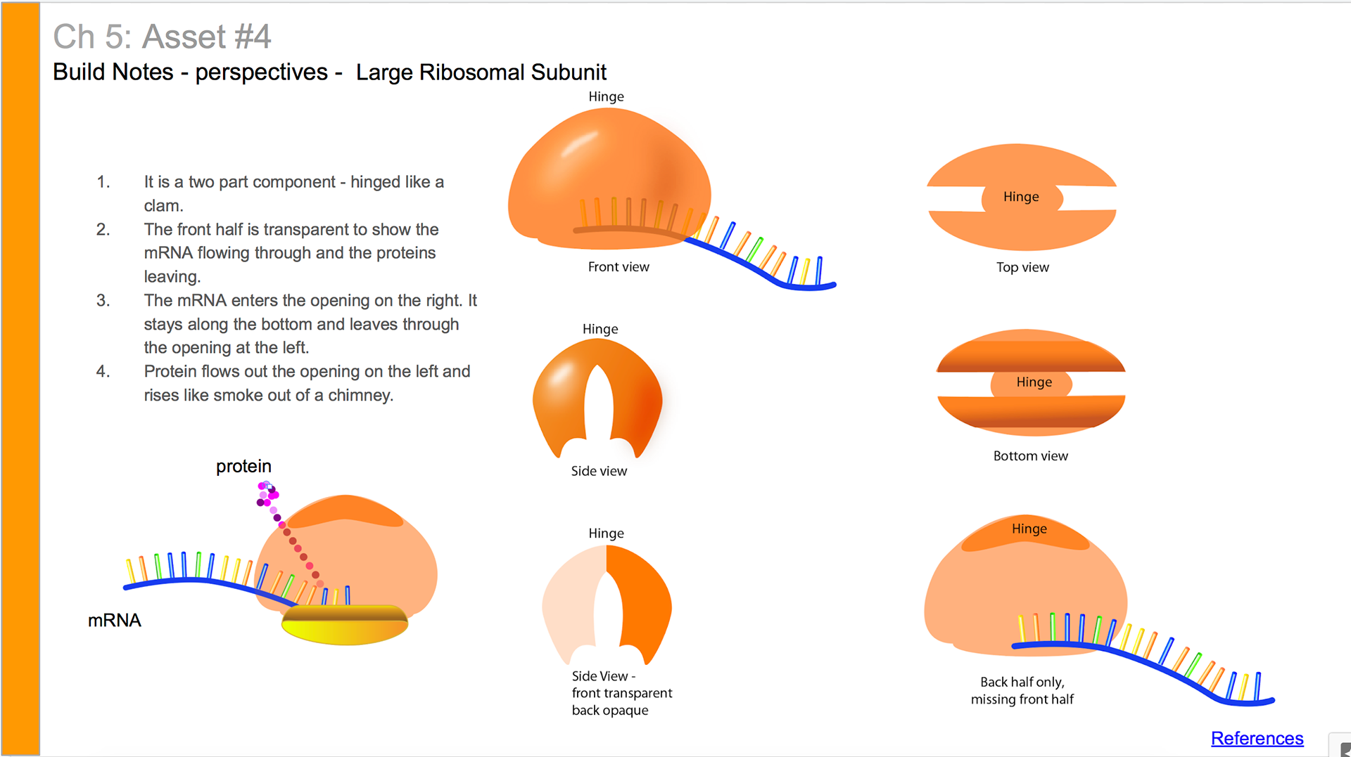 Build notes for large ribosomal subunit