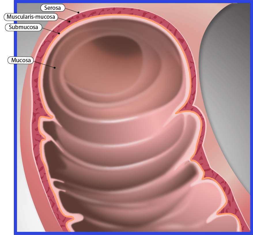 Interior of duodenum showing tissue layers