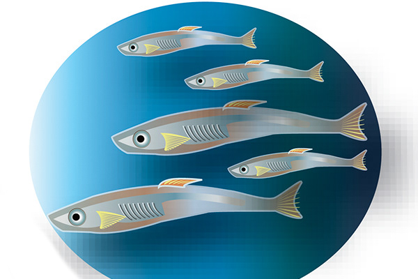 Salmon Fry