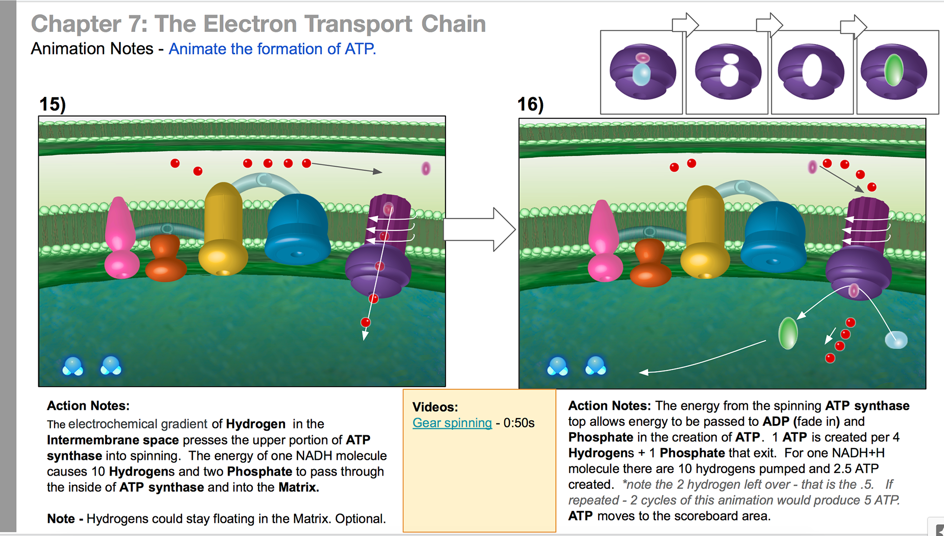 Animation notes for the derivation of ATP via ATP synthase.