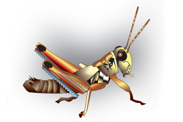 Grasshopper