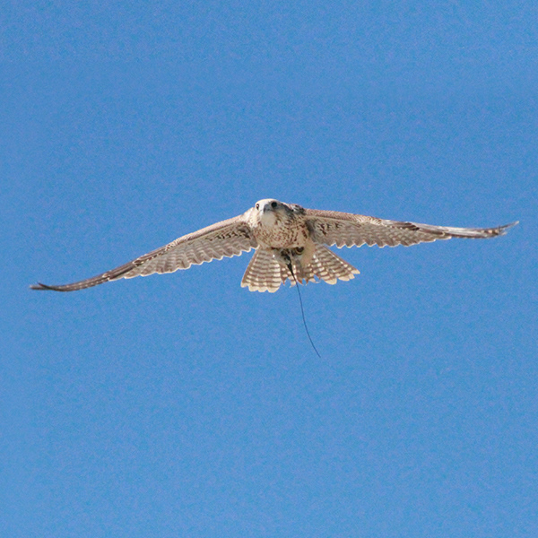 Falcon Series 5