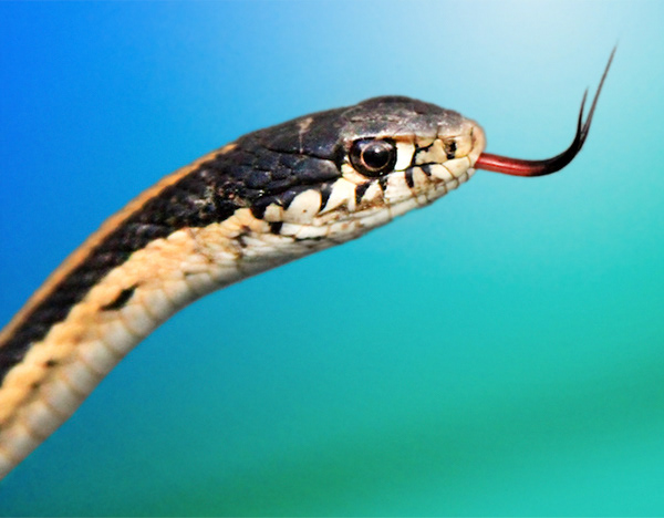 Garter Snake