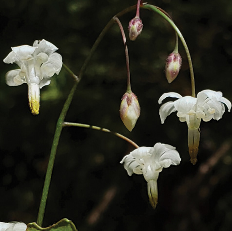 Inside-Out Flower